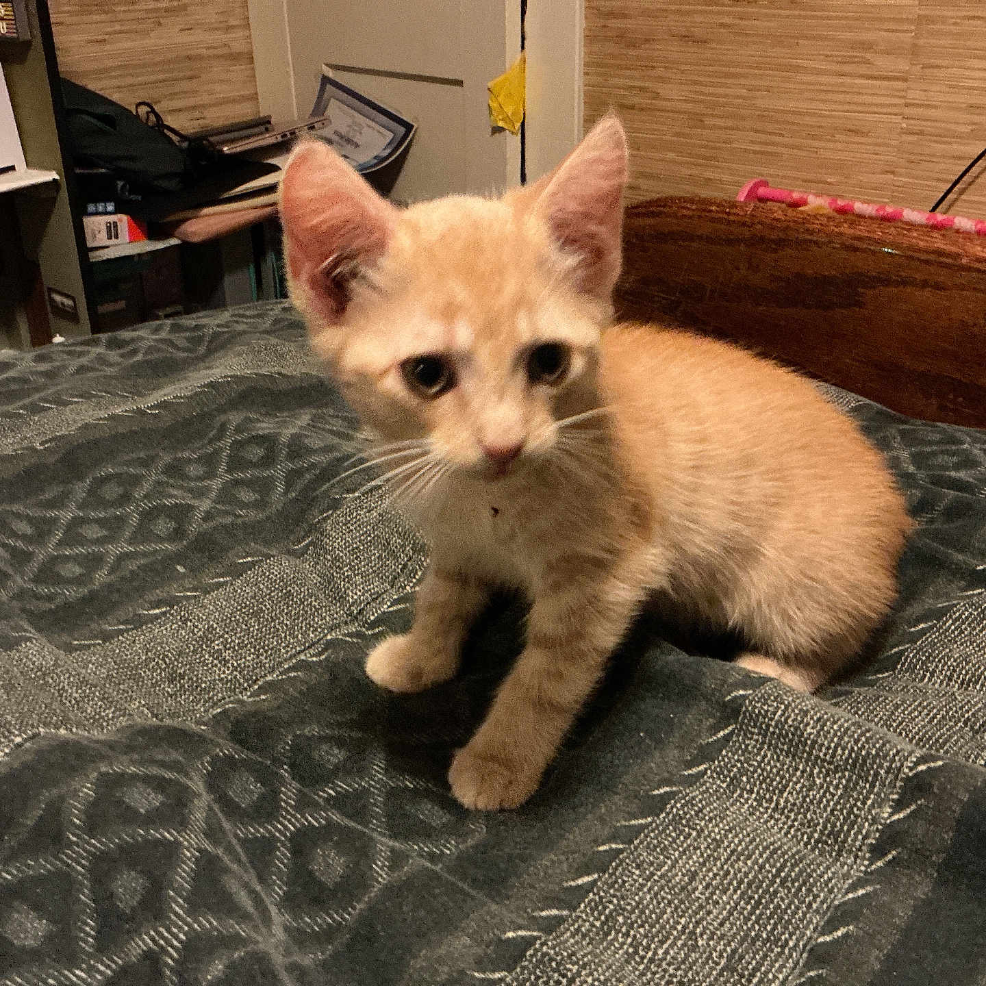 Garfield