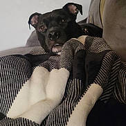 Titan is registered to the contest to win money with this photo: dog, black_dog, blanket, striped_blanket, couch, indoor, pet, animal, cozy, comfort, fur, ears, face, looking, snug, resting, canine, home, relaxed, cute