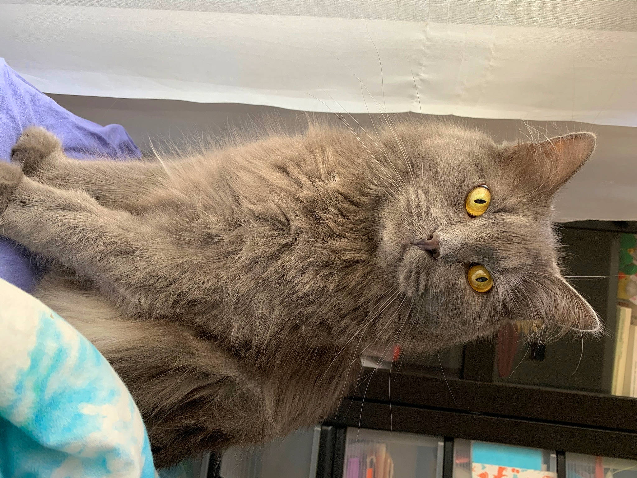 Duszka a rejoint le concours — aidez-le/la à gagner de superbes lots ! asian, british_longhair, british_semi_longhair, british_shorthair, carnivore, cat, chartreux, domestic_long_haired_cat, domestic_short_haired_cat, european_shorthair, eye, felidae, fur, korat, mammal, nebelung, russian_blue, small_to_medium_sized_cats, snout, whiskers