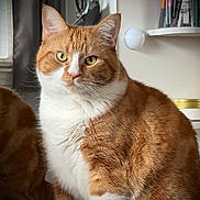 Sunny is registered to the contest to win money with this photo: calm, cat, closeup, curious, curtain, domestic_cat, feline, fur, indoor, mirror, orange_cat, pen_holder, pet, reflection, shelf, sitting, whiskers, white_fur, window, yellow_eyes