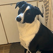 Zoey is registered to the contest to win money with this photo: dog, black_and_white, pet, kitchen, mat, floor, cabinet, sink, curious, tilted_head, domestic, indoor, animal, mammal, canine, fur, ears, sitting, white, black