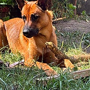 Baloo a rejoint le concours — aidez-le/la à gagner de superbes lots ! dog, canine, animal, outdoor, grass, stick, pet, nature, brown, ears, paws, laying, sunlight, tree, garden, fur, muzzle, alert, relaxed, daytime