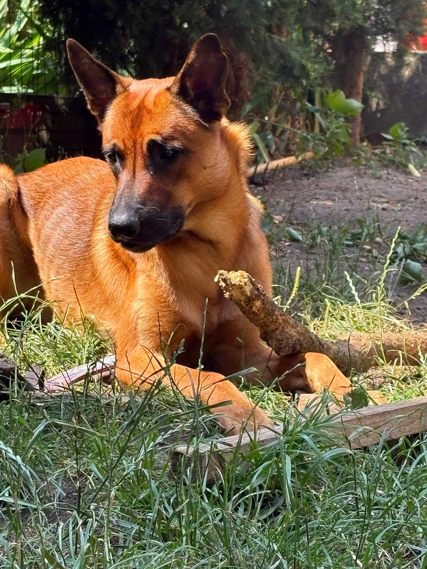 Baloo a rejoint le concours — aidez-le/la à gagner de superbes lots ! dog, canine, animal, outdoor, grass, stick, pet, nature, brown, ears, paws, laying, sunlight, tree, garden, fur, muzzle, alert, relaxed, daytime