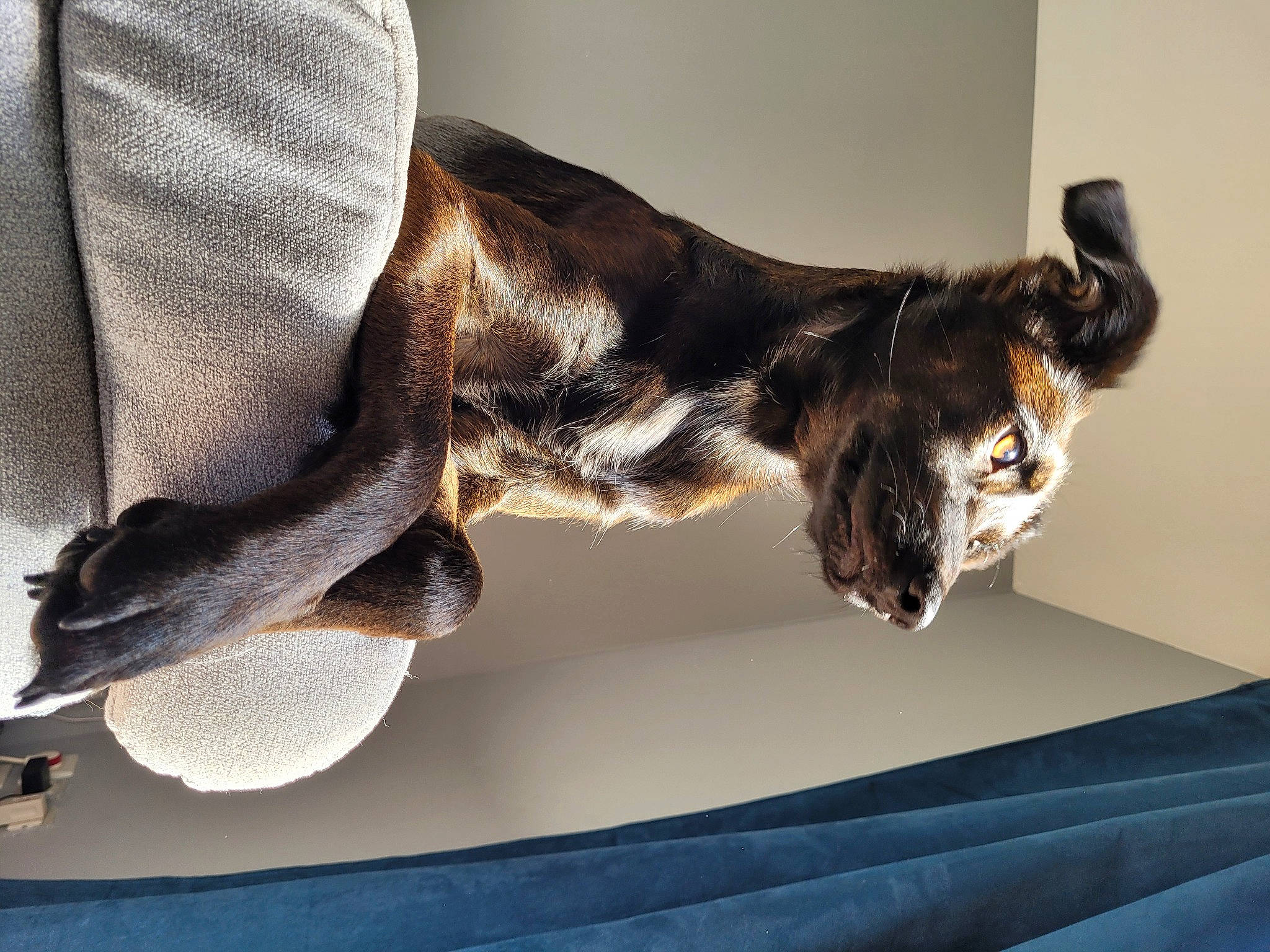 Bela a rejoint le concours — aidez-le/la à gagner de superbes lots ! canidae, carnivore, comfort, companion_dog, dog, dog_breed, ear, fawn, felidae, fur, gesture, guard_dog, hardwood, sculpture, small_to_medium_sized_cats, snout, sporting_group, tail, whiskers, wood