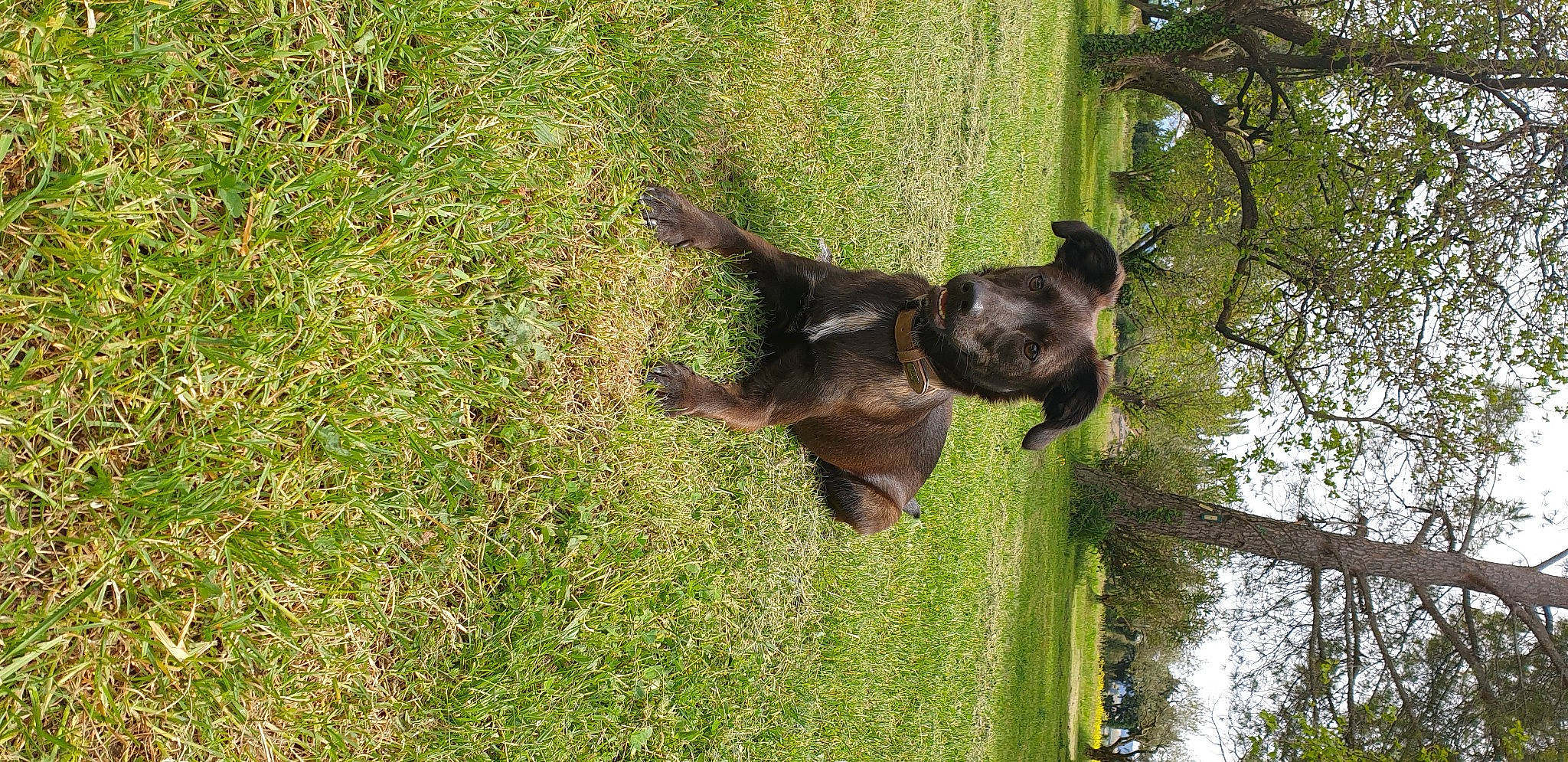 Bela a rejoint le concours — aidez-le/la à gagner de superbes lots ! canidae, carnivore, companion_dog, dog, dog_breed, fawn, grass, grassland, groundcover, guard_dog, liver, plant, sporting_group, tail, terrestrial_animal, tree, trunk, water, wildlife, working_animal