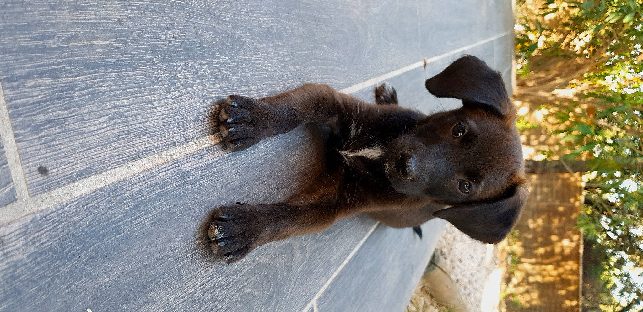 Bela participe au concours pour gagner de l'argent avec cette photo : brown, canidae, carnivore, companion_dog, dog, dog_breed, fawn, fur, liver, mammal, paw, snout, sporting_group, toe, working_animal, working_dog