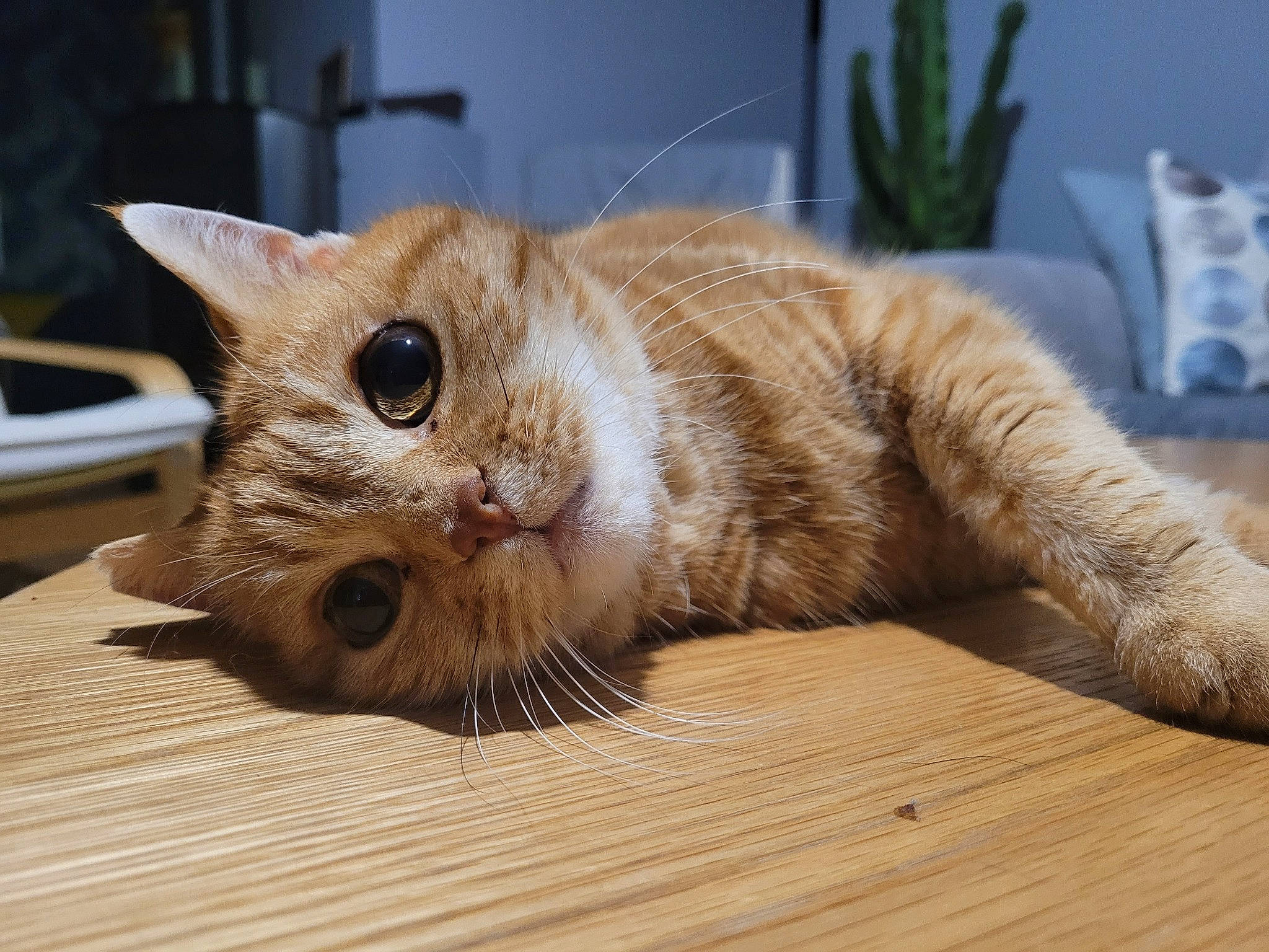 Nollie participe au concours pour gagner de l'argent avec cette photo : carnivore, cat, claw, comfort, domestic_short_haired_cat, eye, fawn, felidae, flooring, flowerpot, fur, hardwood, houseplant, paw, plant, small_to_medium_sized_cats, snout, tail, whiskers, wood