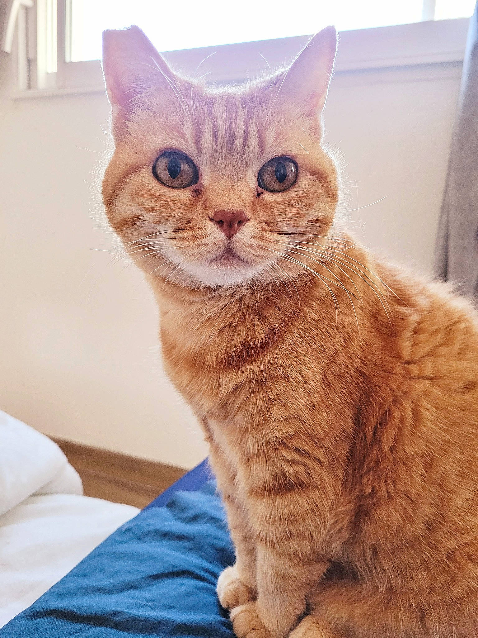 Nollie participe au concours pour gagner de l'argent avec cette photo : carnivore, cat, cat_supply, claw, comfort, domestic_short_haired_cat, eye, fawn, felidae, fur, head, iris, paw, sitting, small_to_medium_sized_cats, snout, tail, terrestrial_animal, whiskers, window