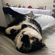 Titounette a rejoint le concours — aidez-le/la à gagner de superbes lots ! cat, black_and_white, tuxedo_cat, pet, feline, animal, lying_down, upside_down, playful, relaxed, green_eyes, whiskers, paws, striped_sofa, couch, indoor, home, cozy, framed_picture, decorations