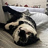 cat, black_and_white, tuxedo_cat, pet, feline, animal, lying_down, upside_down, playful, relaxed, green_eyes, whiskers, paws, striped_sofa, couch, indoor, home, cozy, framed_picture, decorations