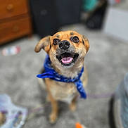 Strummer joined the competition — help win amazing prizes! dog, small_dog, bandana, blue_bandana, carpet, indoor, toy, happy, pet, animal, brown_dog, cute, looking_up, open_mouth, ears, fur, domestic, companion, playful, floor