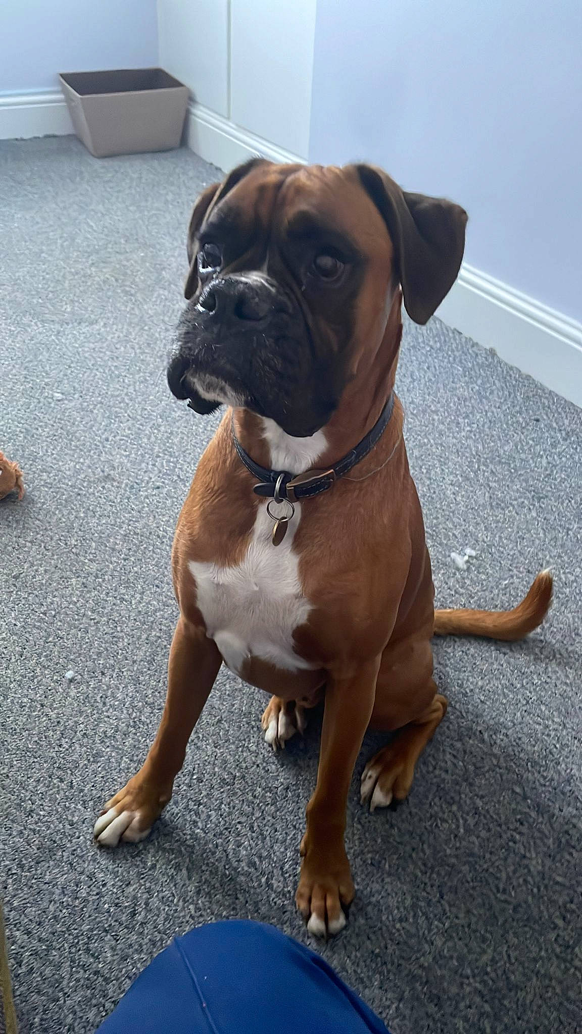 Loki joined the competition — help win amazing prizes! boxer, canidae, carnivore, collar, companion_dog, dog, dog_breed, dog_collar, fawn, flooring, liver, molosser, pet_supply, plant, snout, sporting_group, tail, working_animal, working_dog, wrinkle