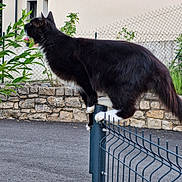 Oréo a rejoint le concours — aidez-le/la à gagner de superbes lots ! cat, black_cat, white_paws, fence, fence_post, stone_wall, asphalt, green_plants, garden, outdoor, pet, animal, side_view, curious, balancing, house, residential, daylight, nature, quiet