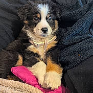 Appy participe au concours pour gagner de l'argent avec cette photo : adorable, animal, blanket, collar, companion, cozy, cushion, cute, dog, fleece, fluffy, fur, indoor, pet, puppy, relaxed, resting, soft, tricolor, young