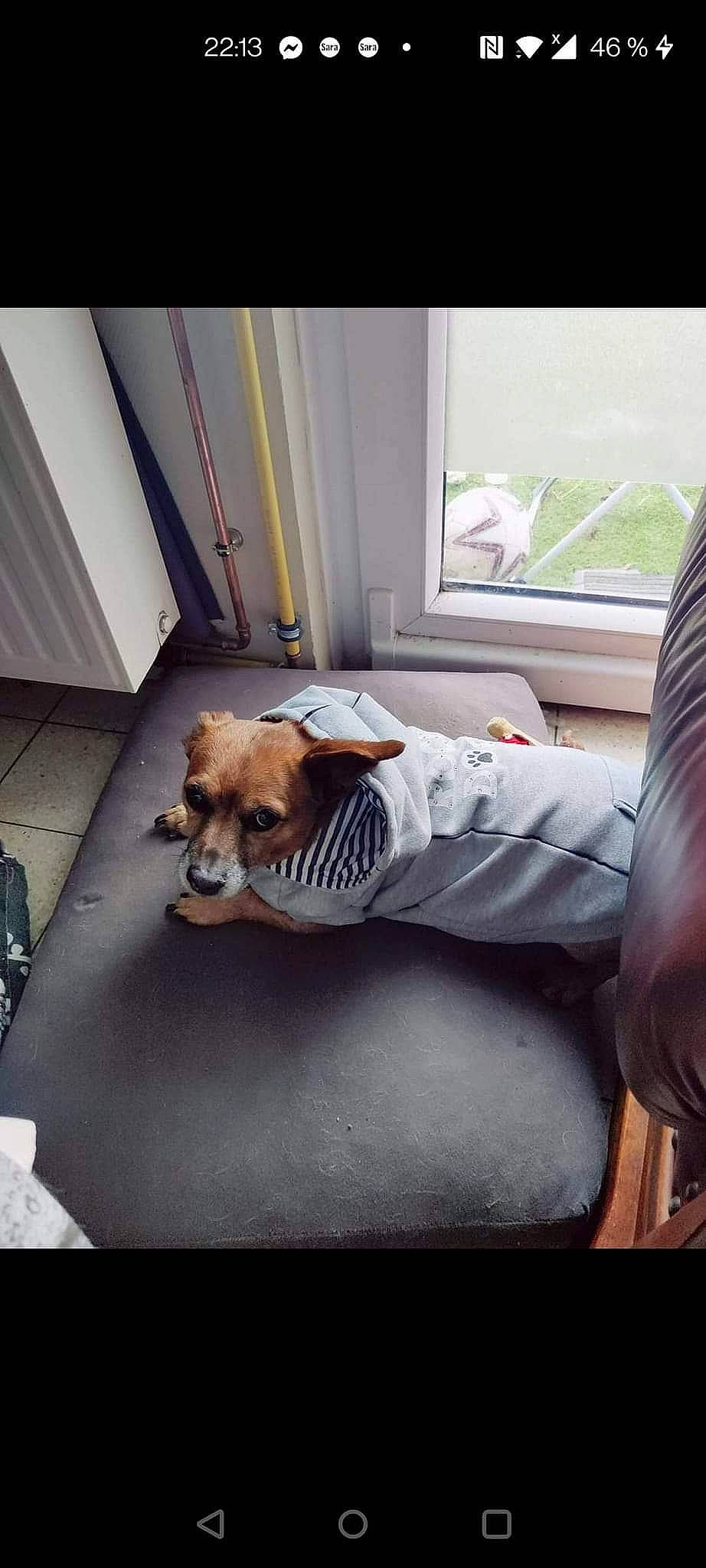 Jack a rejoint le concours — aidez-le/la à gagner de superbes lots ! chair, comfort, companion_dog, couch, dog, dog_breed, eyewear, fawn, felidae, floor, flooring, hardwood, human_leg, sunglasses, tints_and_shades, toy, toy_dog, whiskers, window, wood