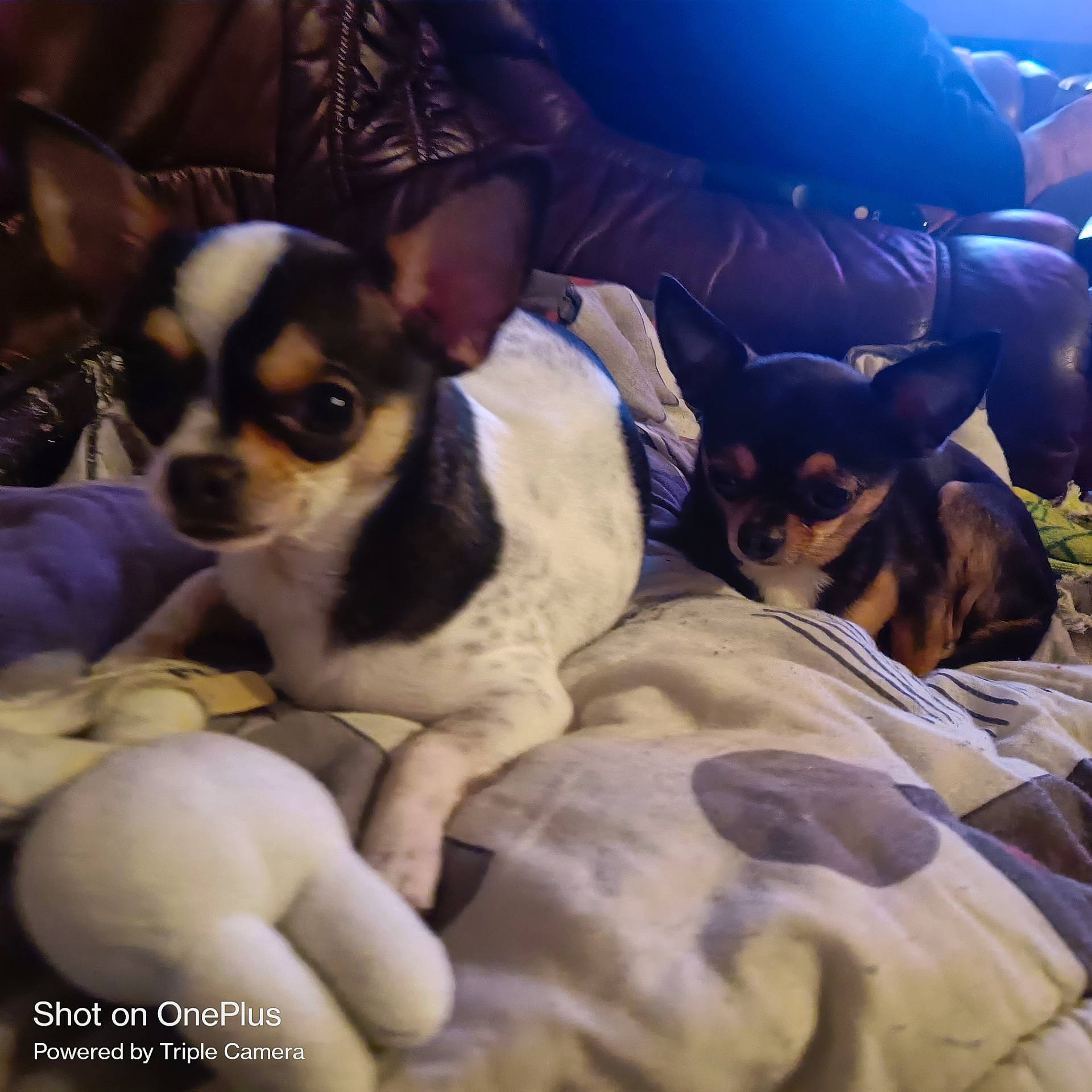 Yoda Et Tao a rejoint le concours — aidez-le/la à gagner de superbes lots ! canidae, carnivore, chair, comfort, companion_dog, couch, dog, dog_breed, fawn, fur, paw, puppy, russkiy_toy, snout, sporting_group, toy_dog, vertebrate, whiskers, working_animal