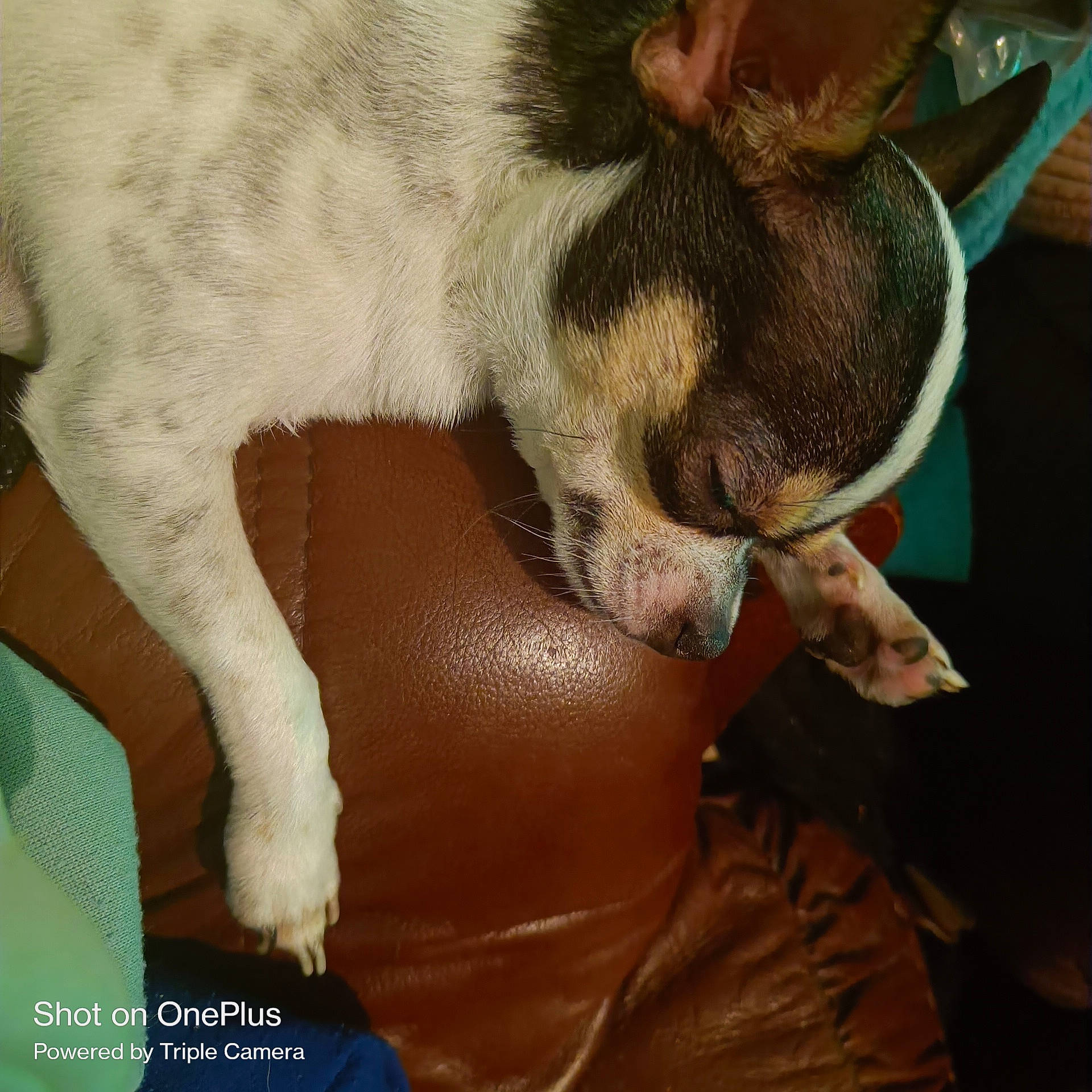 Yoda Et Tao participe au concours pour gagner de l'argent avec cette photo : canidae, carnivore, claw, comfort, companion_dog, dog, dog_breed, ear, fawn, felidae, fur, human_leg, livestock, nap, paw, snout, sporting_group, tail, terrestrial_animal, whiskers