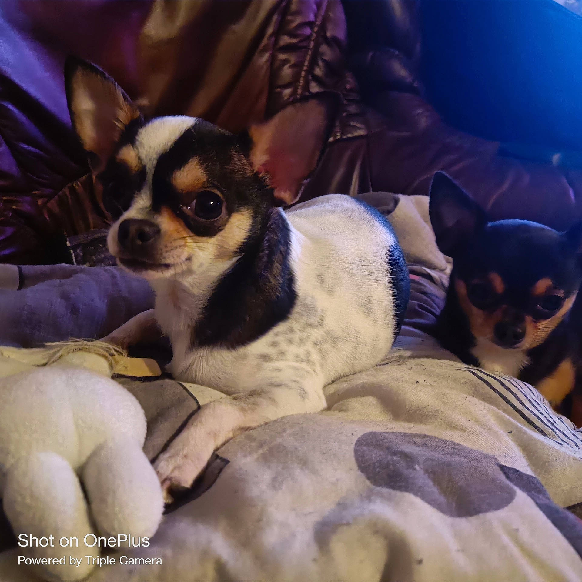 Yoda Et Tao a rejoint le concours — aidez-le/la à gagner de superbes lots ! canidae, carnivore, chair, comfort, companion_dog, corgi_chihuahua, dog, dog_breed, dog_supply, eyewear, fawn, fur, non_sporting_group, puppy, sitting, snout, sporting_group, toy_dog, whiskers, working_animal