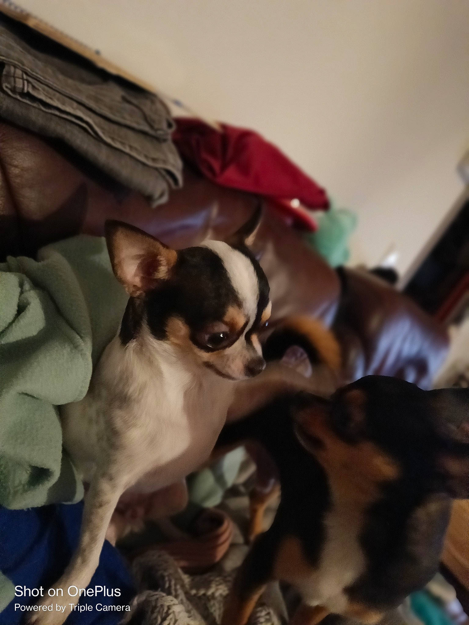 Yoda Et Tao participe au concours pour gagner de l'argent avec cette photo : boston_terrier, canidae, carnivore, comfort, companion_dog, couch, dog, dog_breed, fawn, felidae, fur, linens, paw, russkiy_toy, small_to_medium_sized_cats, snout, sporting_group, toy_dog, whiskers, working_animal