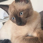 Joy a rejoint le concours — aidez-le/la à gagner de superbes lots ! animal, cat, kitten, pet, siamese