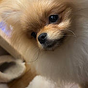 Ace participe au concours pour gagner de l'argent avec cette photo : dog, pomeranian, pom, fluffy, fur, close_up, portrait, nose, eye, whiskers, small_dog, pet, indoor, wooden_floor, slipper, fuzzy, cute, adorable, companion, close_range