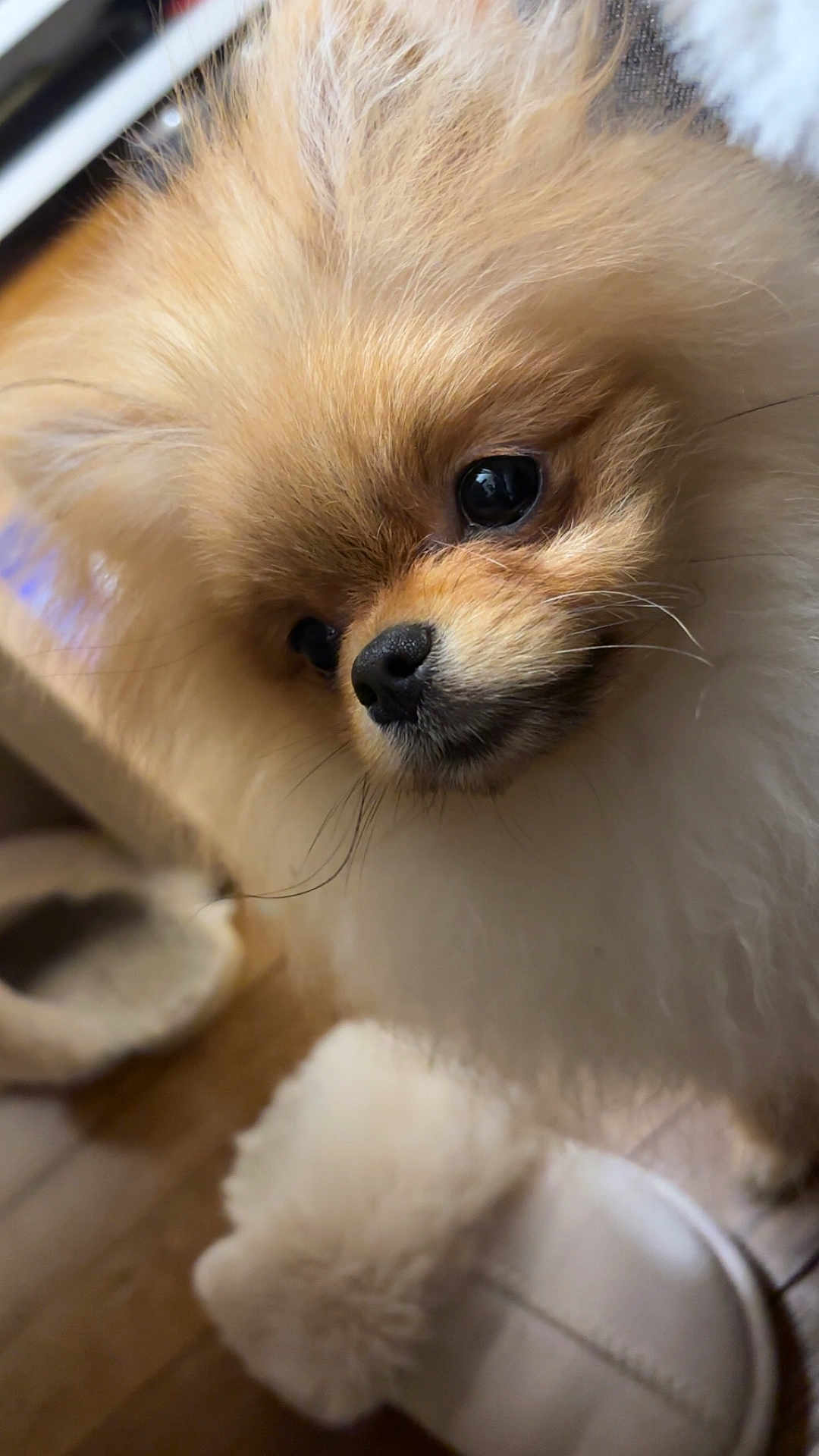 Ace participe au concours pour gagner de l'argent avec cette photo : dog, pomeranian, pom, fluffy, fur, close_up, portrait, nose, eye, whiskers, small_dog, pet, indoor, wooden_floor, slipper, fuzzy, cute, adorable, companion, close_range