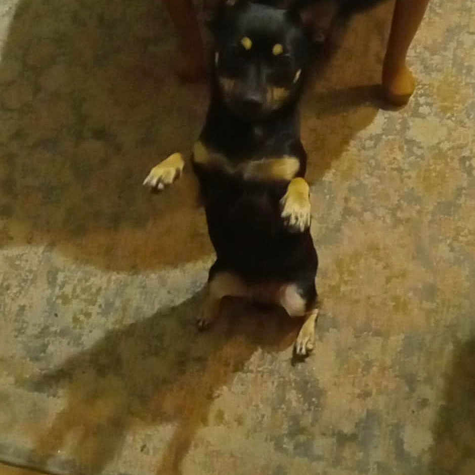 Zoey Bug is registered to the contest to win money with this photo: animal, architecture, ball, building, canine, diningroom, diningtable, dog, furniture, hound, indoors, interiordesign, pet, puppy, room, sport, table, tennis, tennisball, wood