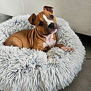 Aïka a rejoint le concours — aidez-le/la à gagner de superbes lots ! puppy, dog, pet_bed, fluffy, brown_fur, white_markings, curious, head_tilt, indoor, floor, cozy, comfortable, cute, young_dog, canine, resting, furry, animal, adorable, domestic_pet