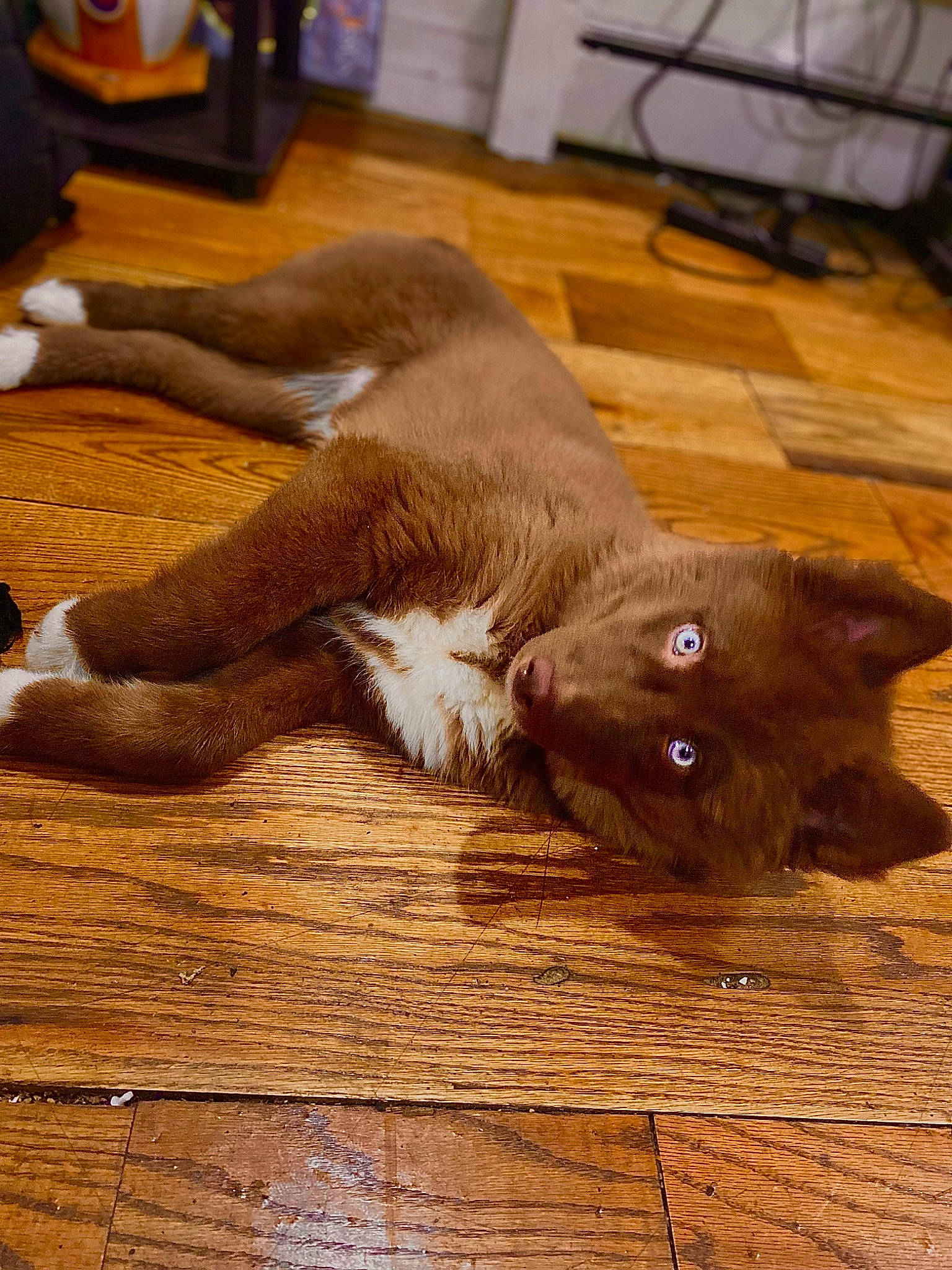 Ice is registered to the contest to win money with this photo: black_cat, carnivore, cat, dog_breed, domestic_short_haired_cat, fawn, felidae, floor, flooring, fur, hardwood, laminate_flooring, liver, small_to_medium_sized_cats, tail, varnish, whiskers, wood, wood_flooring, wood_stain