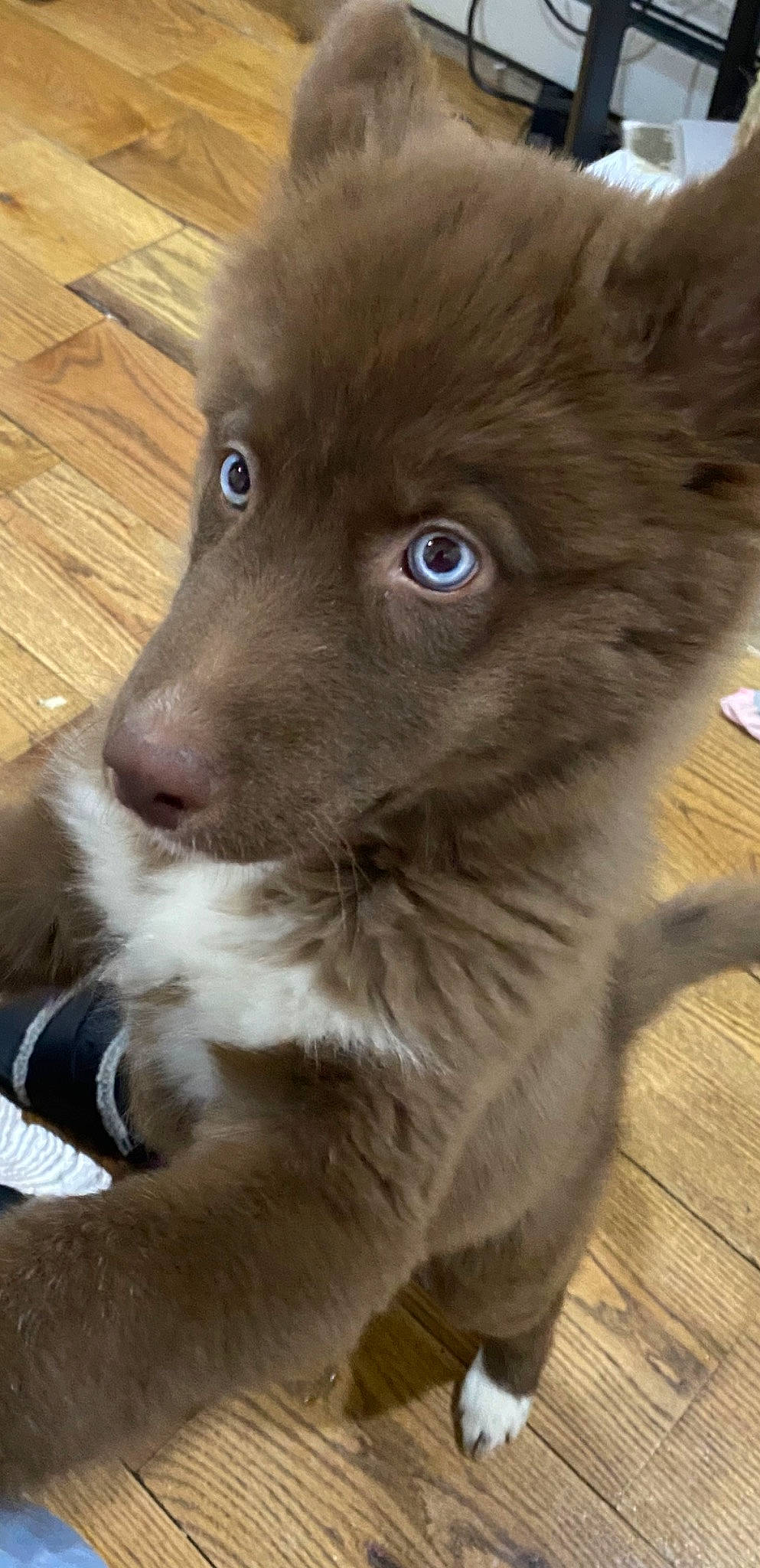 Ice is registered to the contest to win money with this photo: canidae, carnivore, companion_dog, dog, dog_breed, ear, fawn, flooring, fur, hardwood, liver, plank, snout, sporting_group, varnish, whiskers, wood, wood_flooring, wood_stain, working_animal