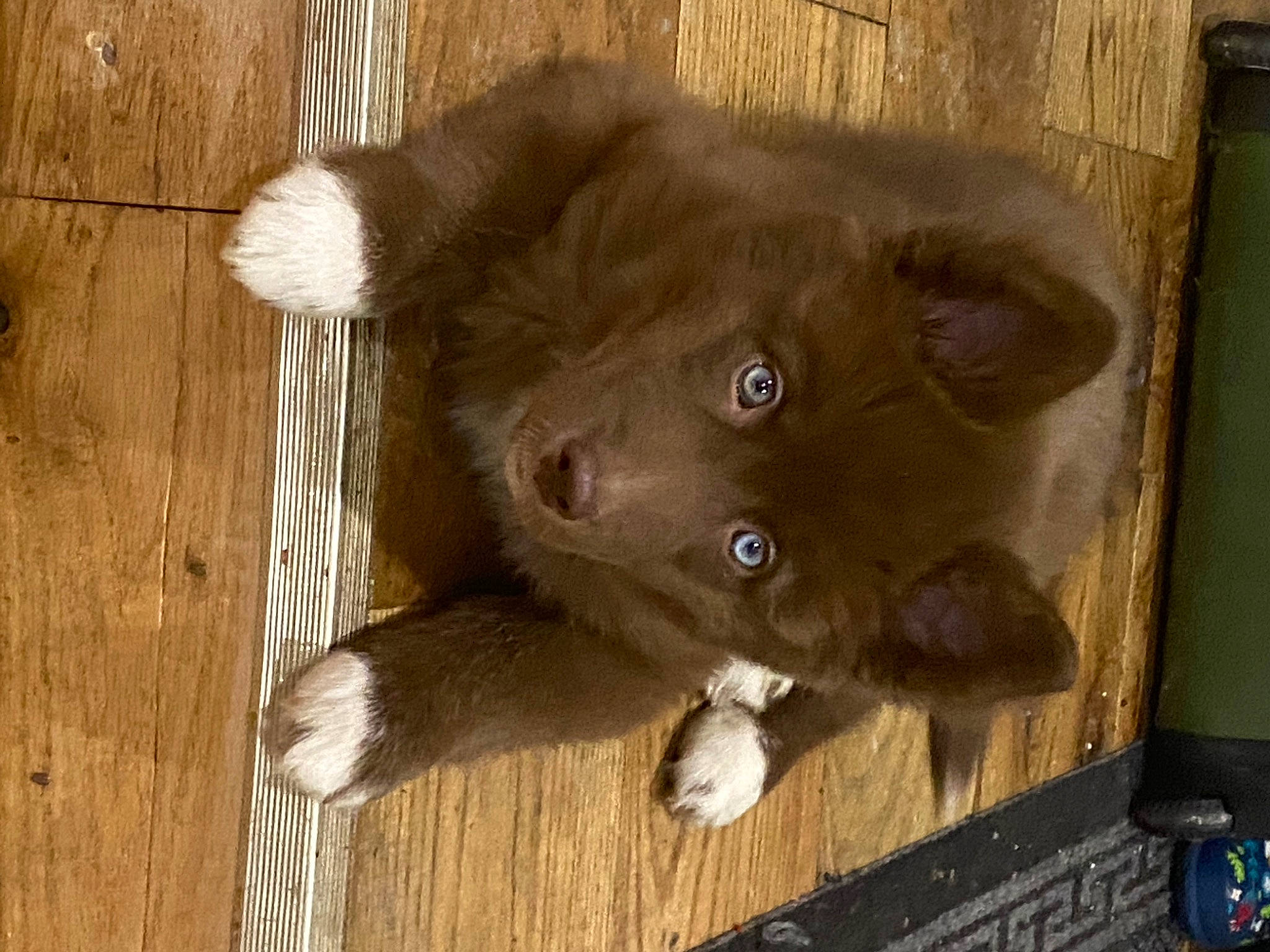 Ice is registered to the contest to win money with this photo: brown, canidae, carnivore, cat, companion_dog, dog_breed, domestic_short_haired_cat, fawn, felidae, fur, hardwood, liver, paw, small_to_medium_sized_cats, snout, sporting_group, terrestrial_animal, whiskers, wood, working_animal