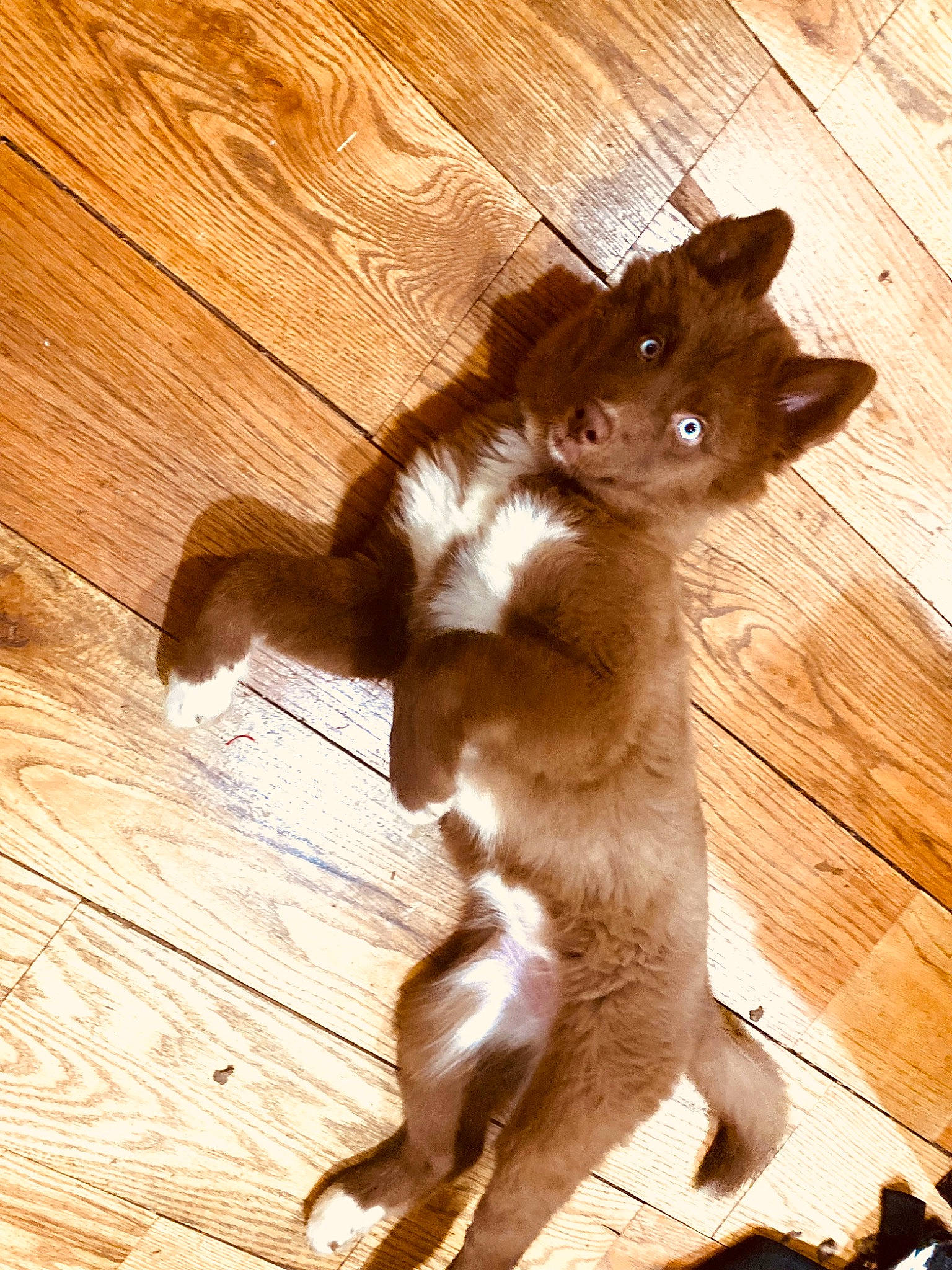 Ice joined the competition — help win amazing prizes! brown, carnivore, cat, dog_breed, domestic_short_haired_cat, fawn, felidae, floor, flooring, hardwood, liver, paw, plank, small_to_medium_sized_cats, snout, tail, terrestrial_animal, whiskers, wood, wood_stain