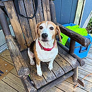Copper joined the competition — help win amazing prizes! dog, beagle, pet, animal, wooden_chair, rocking_chair, porch, outdoor, collar, brown, white, black, wood, floor, cooler, bag, green_cloth, blue_wall, sitting, looking_up