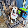 dog, beagle, pet, animal, wooden_chair, rocking_chair, porch, outdoor, collar, brown, white, black, wood, floor, cooler, bag, green_cloth, blue_wall, sitting, looking_up