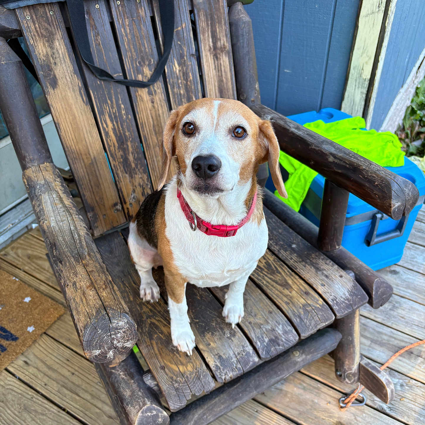 Copper joined the competition — help win amazing prizes! dog, beagle, pet, animal, wooden_chair, rocking_chair, porch, outdoor, collar, brown, white, black, wood, floor, cooler, bag, green_cloth, blue_wall, sitting, looking_up
