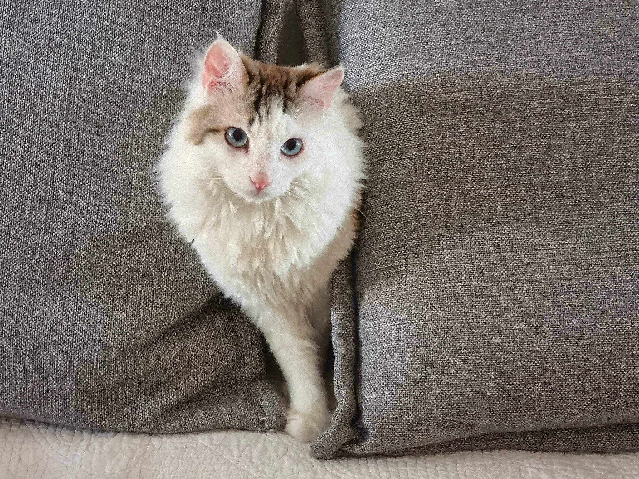 Bob a rejoint le concours — aidez-le/la à gagner de superbes lots ! carnivore, cat, claw, comfort, domestic_short_haired_cat, fawn, felidae, flooring, foot, fur, paw, small_to_medium_sized_cats, tail, whiskers