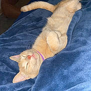 Naila joined the competition — help win amazing prizes! animal, blanket, blue_blanket, cat, collar, cozy, cute, domestic_cat, feline, fur, indoor, nap, orange_cat, paws, pet, relaxed, resting, sleeping, soft_texture, whiskers
