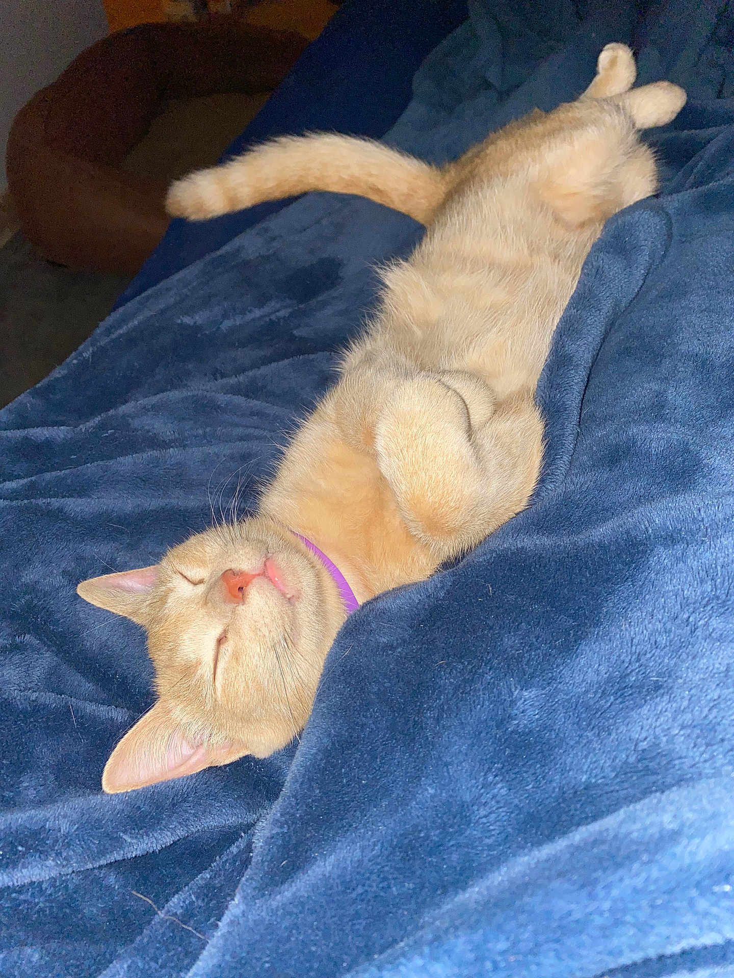 Naila joined the competition — help win amazing prizes! animal, blanket, blue_blanket, cat, collar, cozy, cute, domestic_cat, feline, fur, indoor, nap, orange_cat, paws, pet, relaxed, resting, sleeping, soft_texture, whiskers