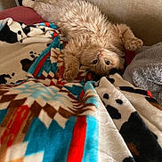 Mufassa is registered to the contest to win money with this photo: bed, blanket, cat, couch, cozy, feline, fur, human_hand, indoor, long_hair, orange_cat, patterned_blanket, paw, pet, plush, relaxed, upside_down, wall, whiskers, wide_eyes