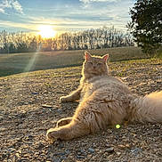 Mufasa is registered to the contest to win money with this photo: cat, fluffy, outdoor, sunset, gravel, rural, nature, animal, fur, relaxing, sunlight, trees, landscape, daylight, wildlife, calm, pet, mammal, scenic, golden_hour