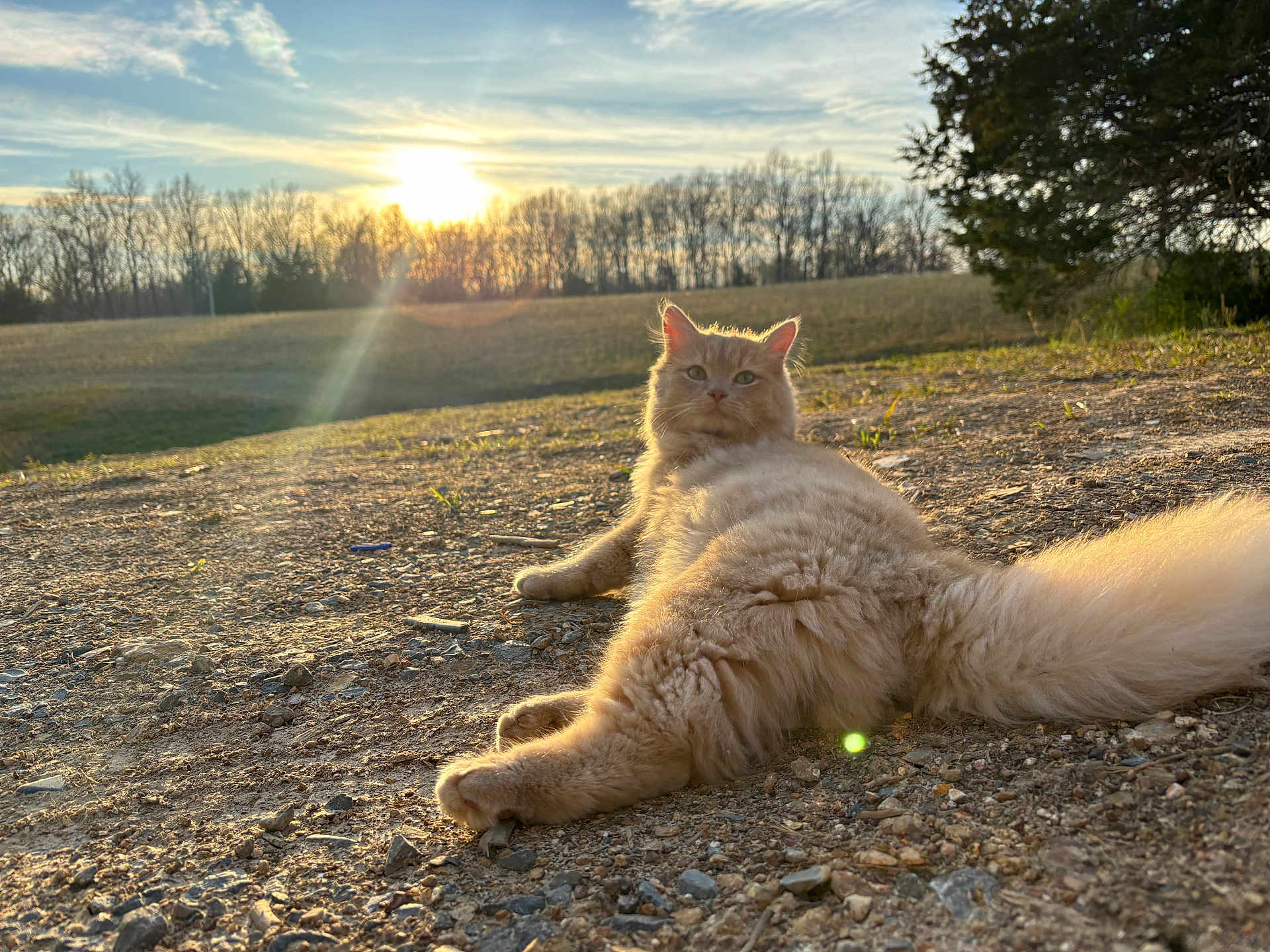 Mufasa