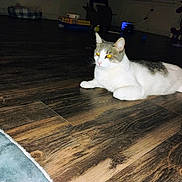 Whiskey joined the competition — help win amazing prizes! animal, cat, dim_lighting, domestic_cat, ears, eyes, feline, floor, flooring, fur, glowing_eyes, gray_and_white, household, indoor, lounge, pet, relaxing, toys, whiskers, wooden_floor