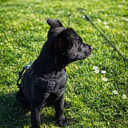 Sky participe au concours pour gagner de l'argent avec cette photo : alert, animal, black_dog, canine, cute, daytime, flower, garden, grass, greenery, harness, leash, nature, outdoor, pet, puppy, side_view, sitting, sunlight, young_dog