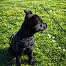 alert, animal, black_dog, canine, cute, daytime, flower, garden, grass, greenery, harness, leash, nature, outdoor, pet, puppy, side_view, sitting, sunlight, young_dog