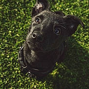 Sky participe au concours pour gagner de l'argent avec cette photo : dog, puppy, black_dog, grass, outdoor, pet, young_dog, close_up, animal, nature, cute, looking_up, ears, collar, canine, adorable, portrait, fur, daylight, playful