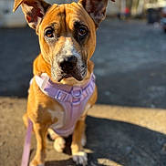 Nova is registered to the contest to win money with this photo: animal, brown, canine, closeup, cute, daytime, dog, ears, friendly, harness, leash, outdoor, pet, portrait, puppy, sidewalk, sitting, street, sunlight, white
