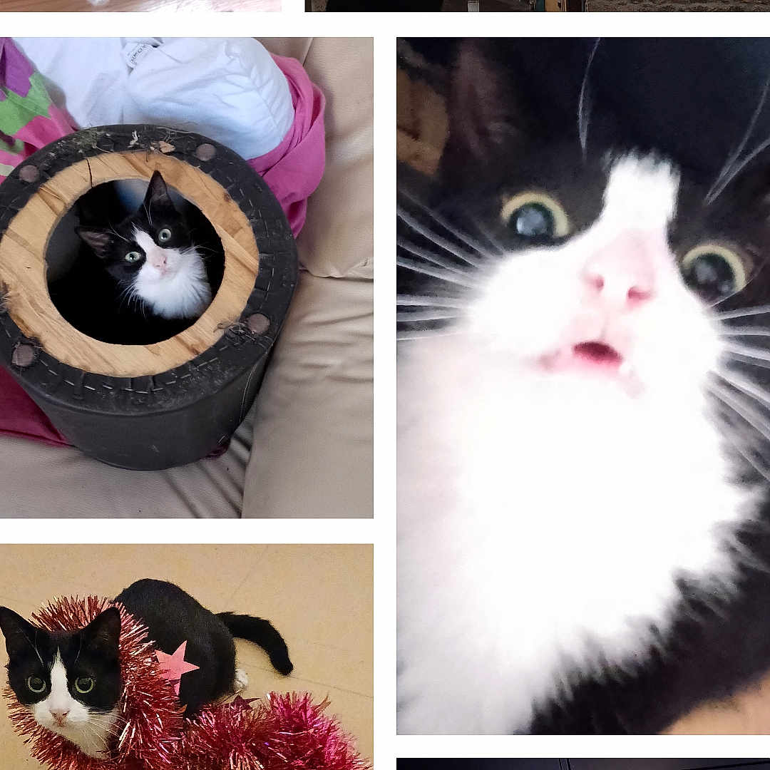 Makera a rejoint le concours — aidez-le/la à gagner de superbes lots ! animal, black_and_white_cat, cat, close_up, container, couch, curious, cute, decorations, floor, furniture, indoor, pet, relaxing, sunlight, surprised_expression, tinsel, tuxedo_cat, wicker_chair, window_view