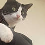 cat, black_and_white, pet, animal, whiskers, paw, green_eyes, curious, indoor, feline, fur, close_up, portrait, cute, domestic_animal, looking_down, soft_light, relaxed, background, cozy