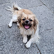 Andy a rejoint le concours — aidez-le/la à gagner de superbes lots ! dog, small_dog, fluffy, long_hair, tan_fur, white_fur, black_face, open_mouth, tongue, happy, smiling, sitting, lying_down, outdoor, pavement, tiles, sidewalk, portrait, pet, animal