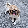 dog, small_dog, fluffy, long_hair, tan_fur, white_fur, black_face, open_mouth, tongue, happy, smiling, sitting, lying_down, outdoor, pavement, tiles, sidewalk, portrait, pet, animal